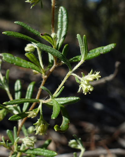 Image of Xanthosia Ciliata (Xanthosia ciliata) by (c) yatesy, some rights reserved (CC BY)