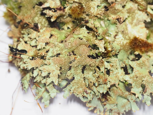 Hypotrachyna microblasta in life