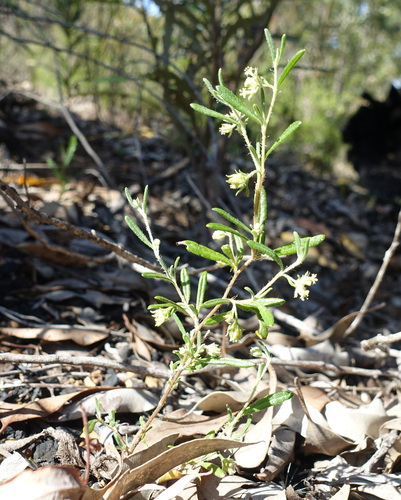 Image of Xanthosia Ciliata (Xanthosia ciliata) by (c) yatesy, some rights reserved (CC BY)