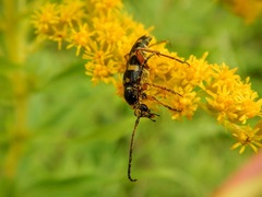 Lepturini