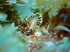 Prostheceraeus floridanus
