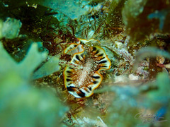 Prostheceraeus floridanus