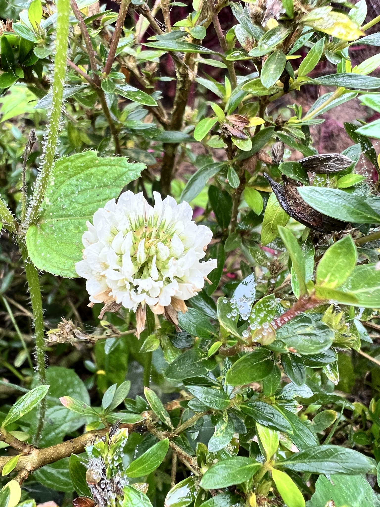 Trifolium repens — ảnh 3