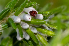 Erica ecklonii