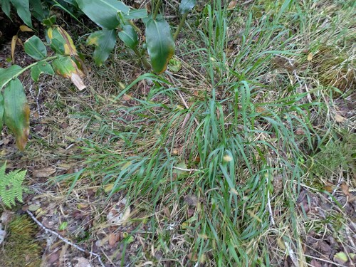 Setaria parviflora observed 2024-12-03