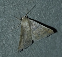 Achaea ablunaris