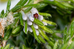Erica ecklonii