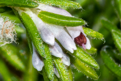 Erica ecklonii