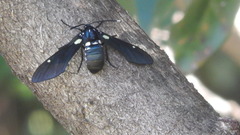 Arctiinae
