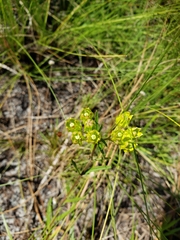 Asclepias pedicellata image