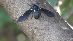 Arctiinae
