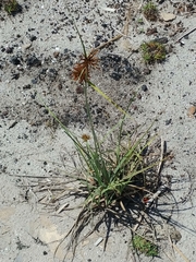 Cyperus polystachyos