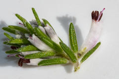 Erica ecklonii