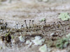 Chaenotheca brunneola