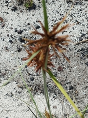 Cyperus polystachyos