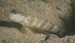 Singapore Shrimpgoby photo 5