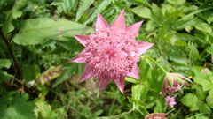 Astrantia maxima
