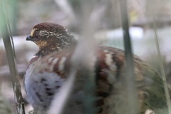 White-Necklaced Partridge photo 2