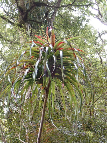 Image of Dracophyllum latifolium by (c) Benjamin Lavin, some rights reserved (CC BY)