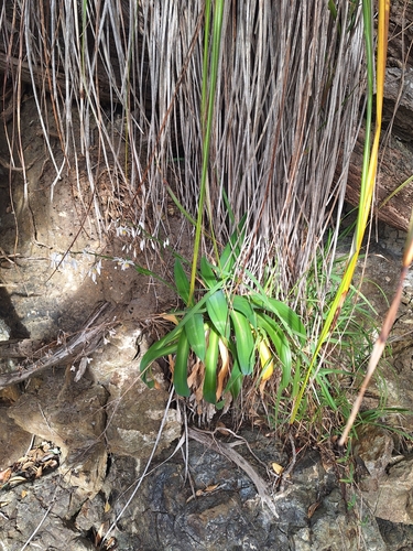 Arthropodium bifurcatum (Arthropodium bifurcatum)