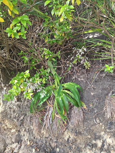 Arthropodium bifurcatum (Arthropodium bifurcatum)