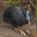 Cassowaries and Emus - Photo (c) Terry Sohl, some rights reserved (CC BY-NC), uploaded by Terry Sohl