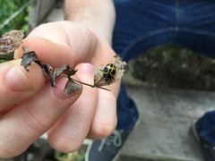 Aegithus quadrinotatus