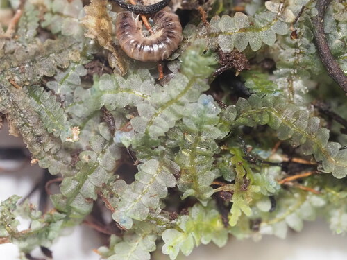 Calypogeia cuspidata