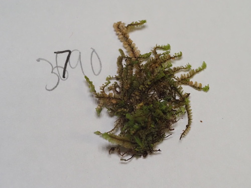 Scapania javanica observed 2024-12-08