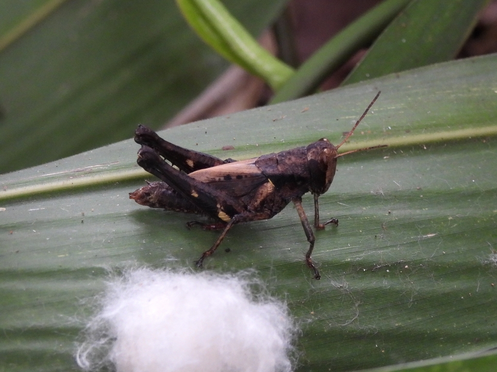 Bibracte maculata