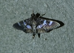 Desmia ufeus