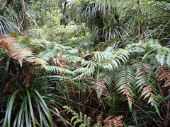 Woolly Tree Fern (Dicksonia lanata)