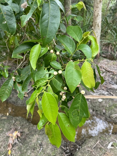 Glochidion harveyanum, 2024-12-12