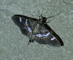 Desmia ufeus