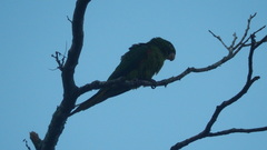 Psittacara leucophthalmus
