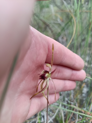 Image of Caladenia corynephora by (c) Em Lamond, some rights reserved (CC BY)