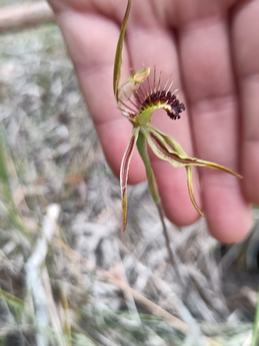 Image of Caladenia corynephora by (c) Em Lamond, some rights reserved (CC BY)