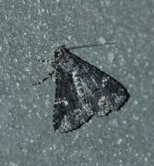 Elousa albicans