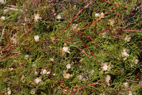 Image of Serruria viridifolia by (c) Tony Rebelo, some rights reserved (CC BY-SA)