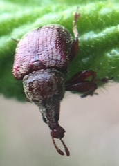 Himatolabus pubescens