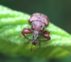 Himatolabus pubescens