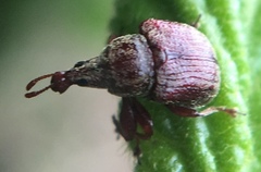 Himatolabus pubescens