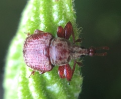 Himatolabus pubescens