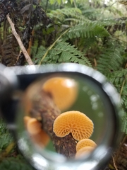 Favolaschia calocera