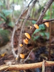Favolaschia calocera
