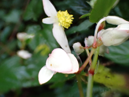 Begonia guaduensis, photograph 4