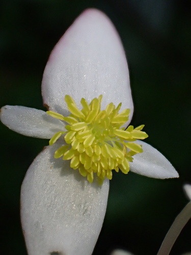 Begonia guaduensis, photograph 2