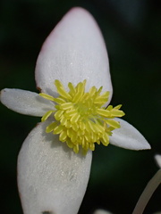Begonia guaduensis, photograph author not stated, no rights reserved