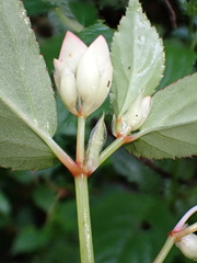 Begonia guaduensis, photograph author not stated, no rights reserved