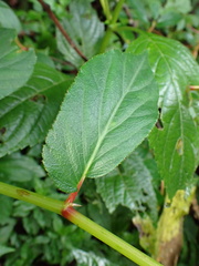 Begonia guaduensis, photograph author not stated, no rights reserved
